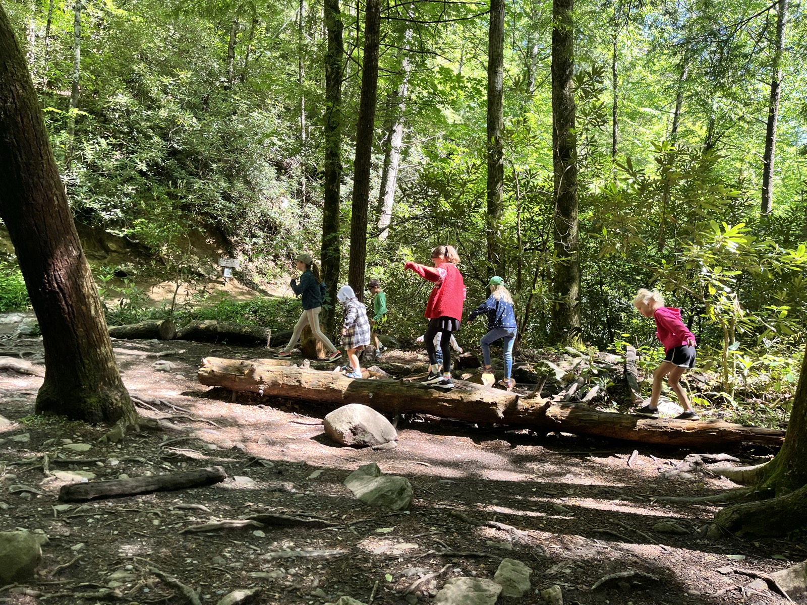 Kids exploring a creek in the woods